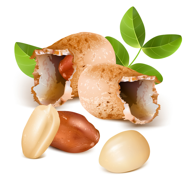 600x590 Realistic Peanut Vector Illustration 02 Free Download