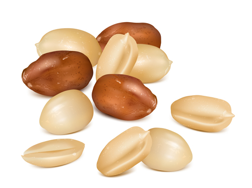 500x373 Realistic Peanut Vector Material Free Download