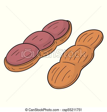 450x470 Vector Of Peanut.