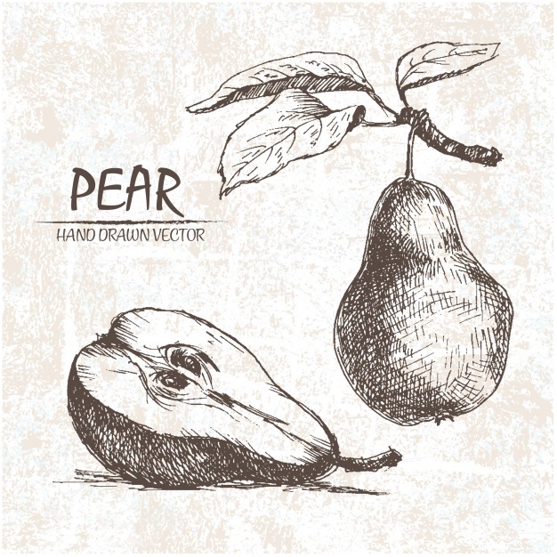 626x626 Pear Vectors, Photos And Psd Files Free Download