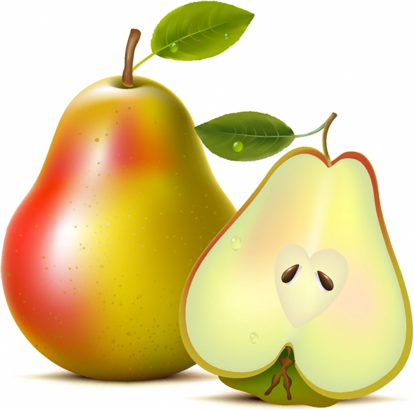 600x594 Pears Free Vector In Adobe Illustrator Ai ( .ai ), Encapsulated