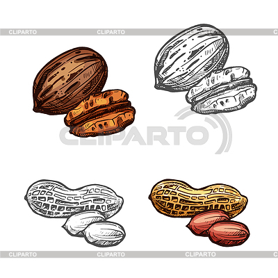 400x400 Nut And Bean Sketch Of Peanut And Pecan Stock Vector Graphics