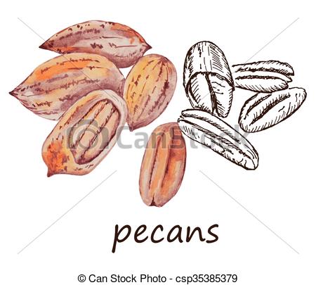 450x405 Nut Pecans. Hand Drawing Set Of Vector Sketches.