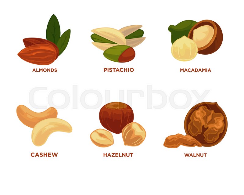 800x639 Nut Set. Ripe Nuts And Seeds Vector Illustration. Various Nuts