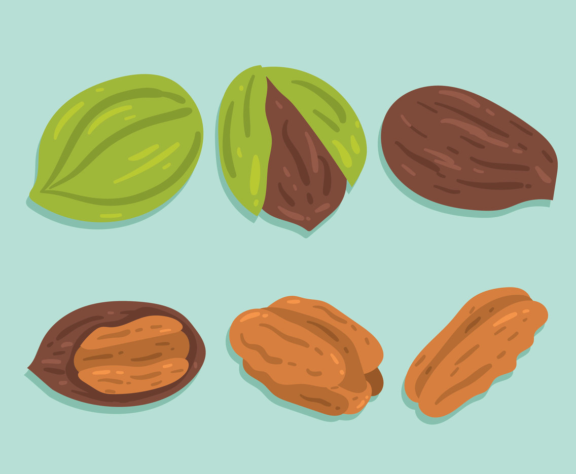 1136x936 Pecan On Blue Vector Vector Art Amp Graphics