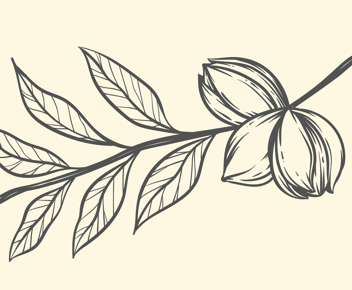 1136x936 Pecan On Branch Illustration Vector Art Amp Graphics