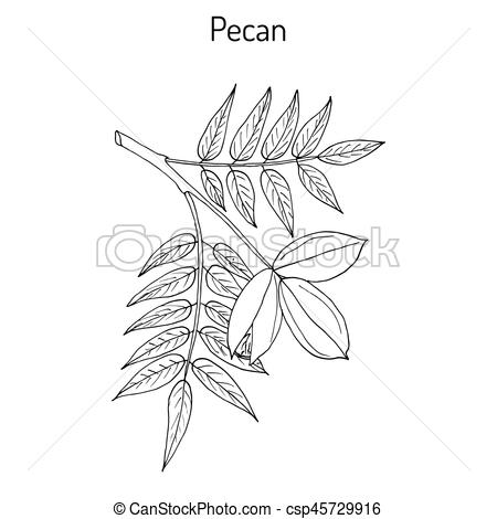 450x470 Pecan Carya Illinoinensis Nuts With Leaves. Hand Drawn Botanical