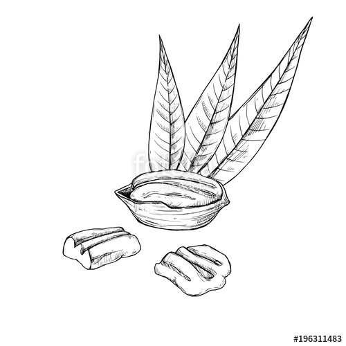 500x500 Pecan Vector Isolated On White Background. Engraved Vector