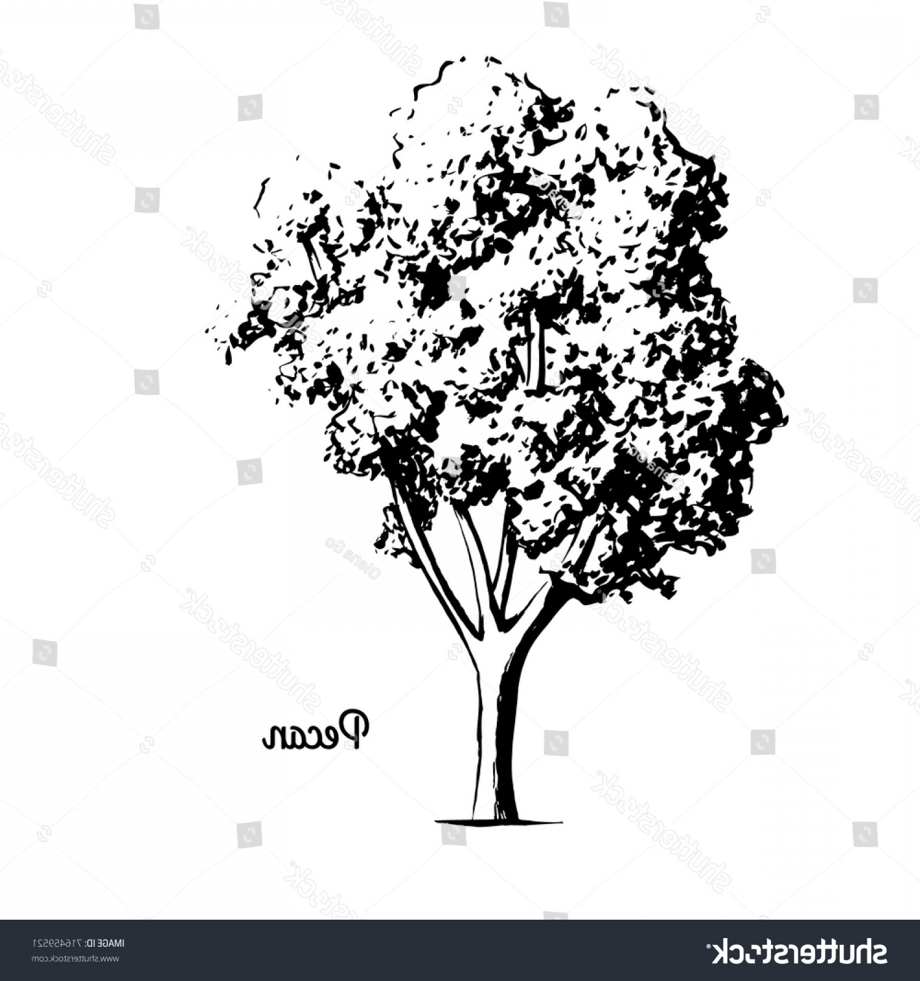 1800x1920 Vector Sketch Illustration Pecan Tree Black Arenawp