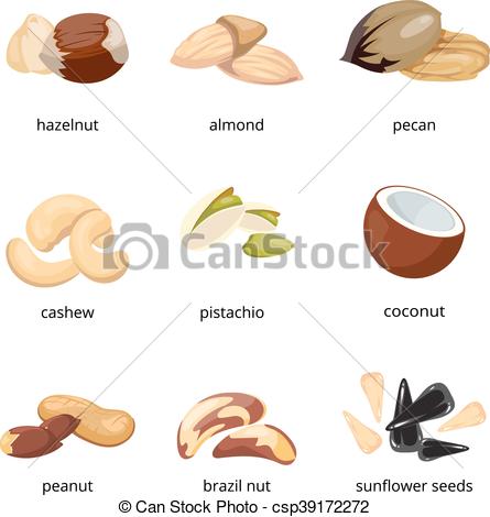 445x470 Cartoon Nuts Vector Set. Cartoon Nuts Vector. Set Of Nuts Walnut