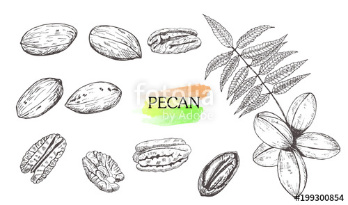 500x295 Hand Drawn Pecan Nut Set Isolated On White Background. Stock