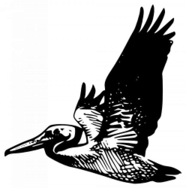 620x626 Flying Pelican Vector Free Download