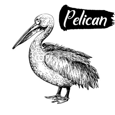 400x399 Hand Drawn Sketch Style Pelican. Vector Illustration Isolated On
