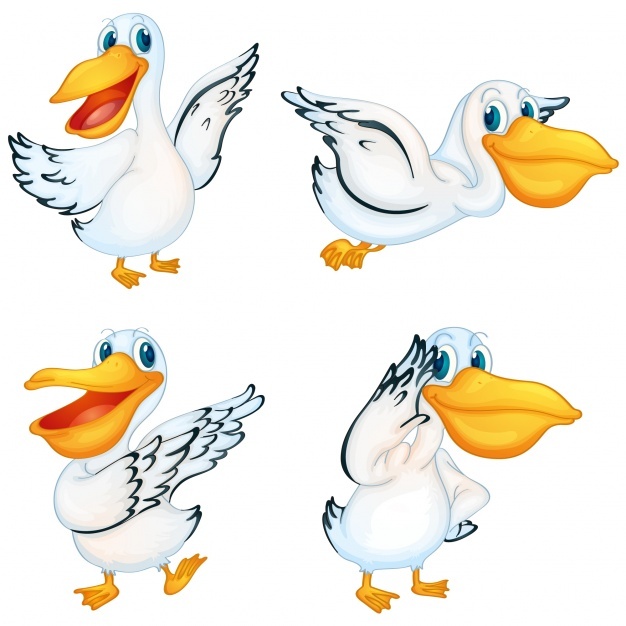 626x626 Pelican Vectors, Photos And Psd Files Free Download