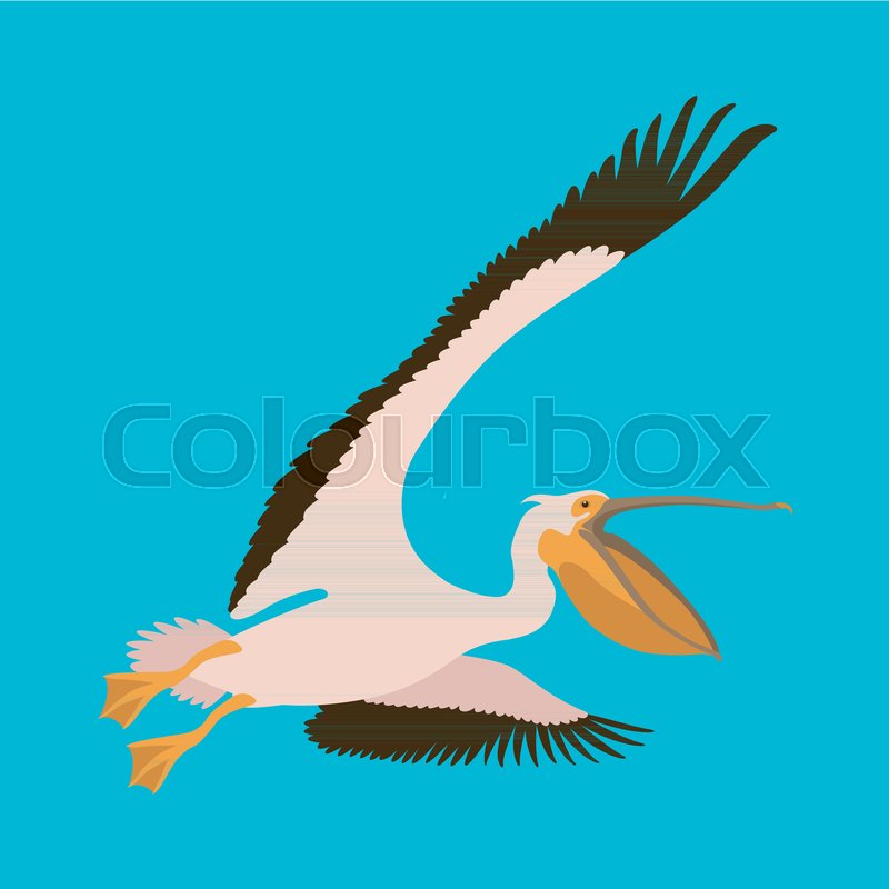 800x800 Roseate Pelican Vector Illustration Flat Style Profile Side