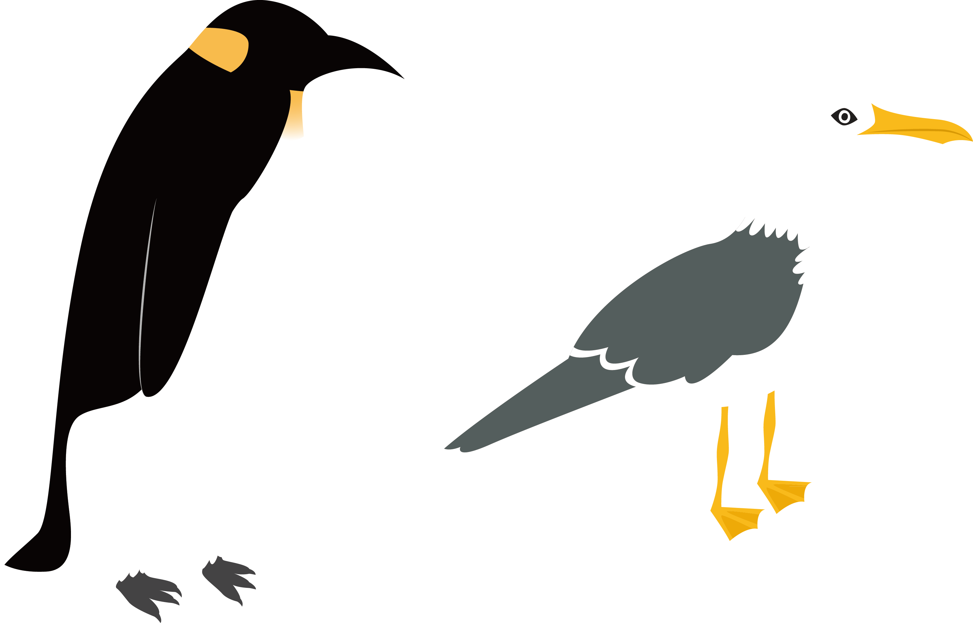 3154x2019 Penguin Bird