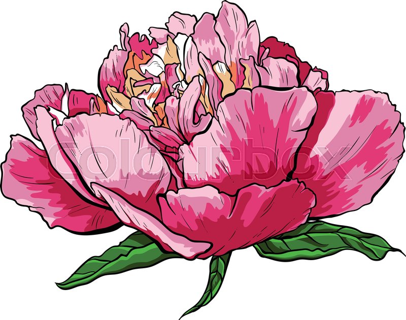 800x631 Hand Drawn Peony Flower Vector Illustration On White Stock