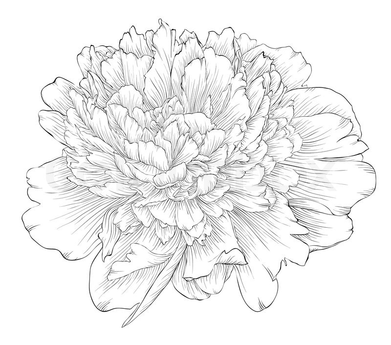 800x706 Beautiful Monochrome Black And White Peony Flower Isolated On