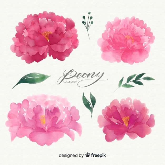 626x626 Peony Vectors, Photos And Psd Files Free Download