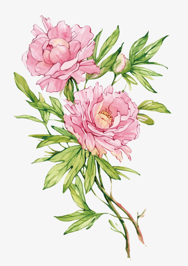 650x919 Vector Pink Peony Flower, Flower Vector, Peony, Flowers Png And