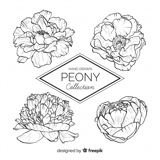 626x626 Peony Vectors, Photos And Psd Files Free Download