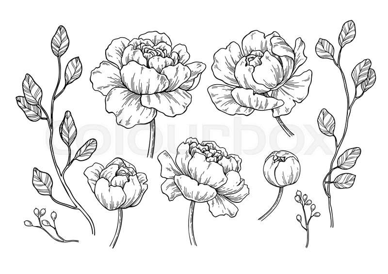 800x566 Peony Flower And Leaves Drawing. Vector Hand Drawn Engraved Floral