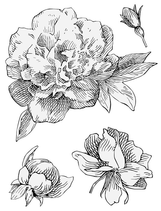 535x700 Peony Vector Wall Mural We Live To Change