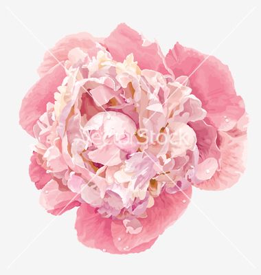 380x400 Pink Peony Vector 1463727