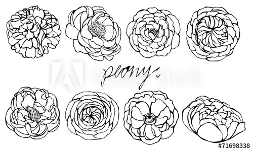 500x300 Set Of Peony Vector On White Background