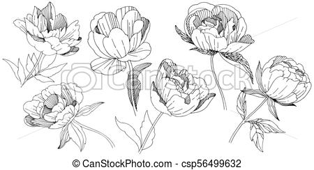 450x244 Wildflower Peony Flower In A Vector Style Isolated. Full Name Of