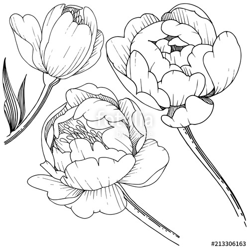 500x500 Wildflower Peony In A Vector Style Isolated. Full Name Of The