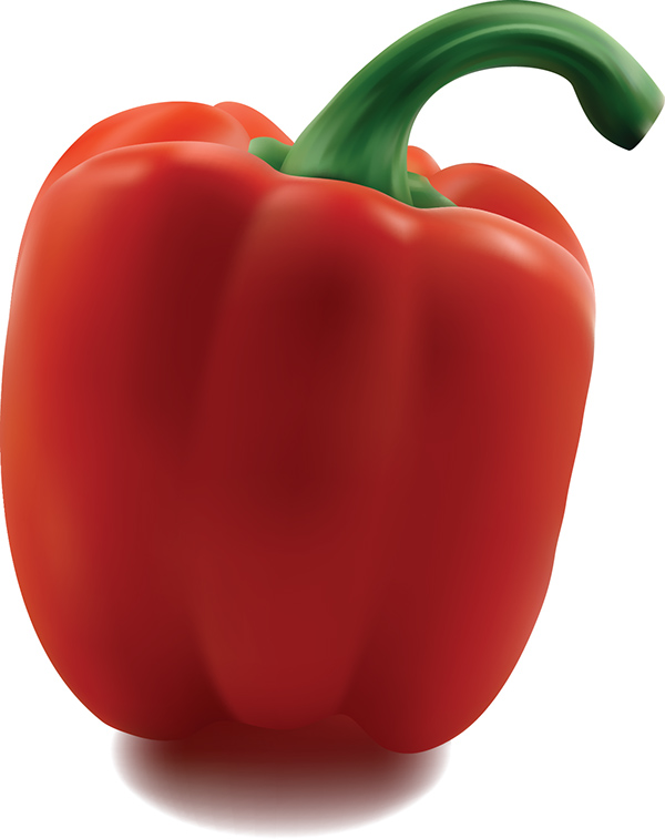 600x757 Bell Pepper Vector Illustration On Behance