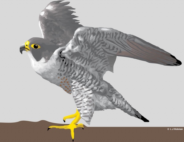 600x464 Falcon Free Vector In Adobe Illustrator Ai ( .ai ) Vector
