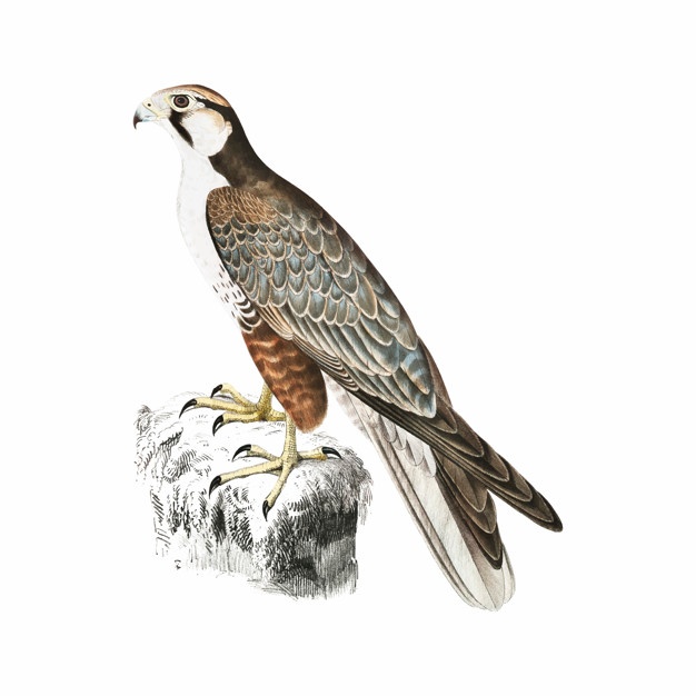 626x626 Falcon Vectors, Photos And Psd Files Free Download