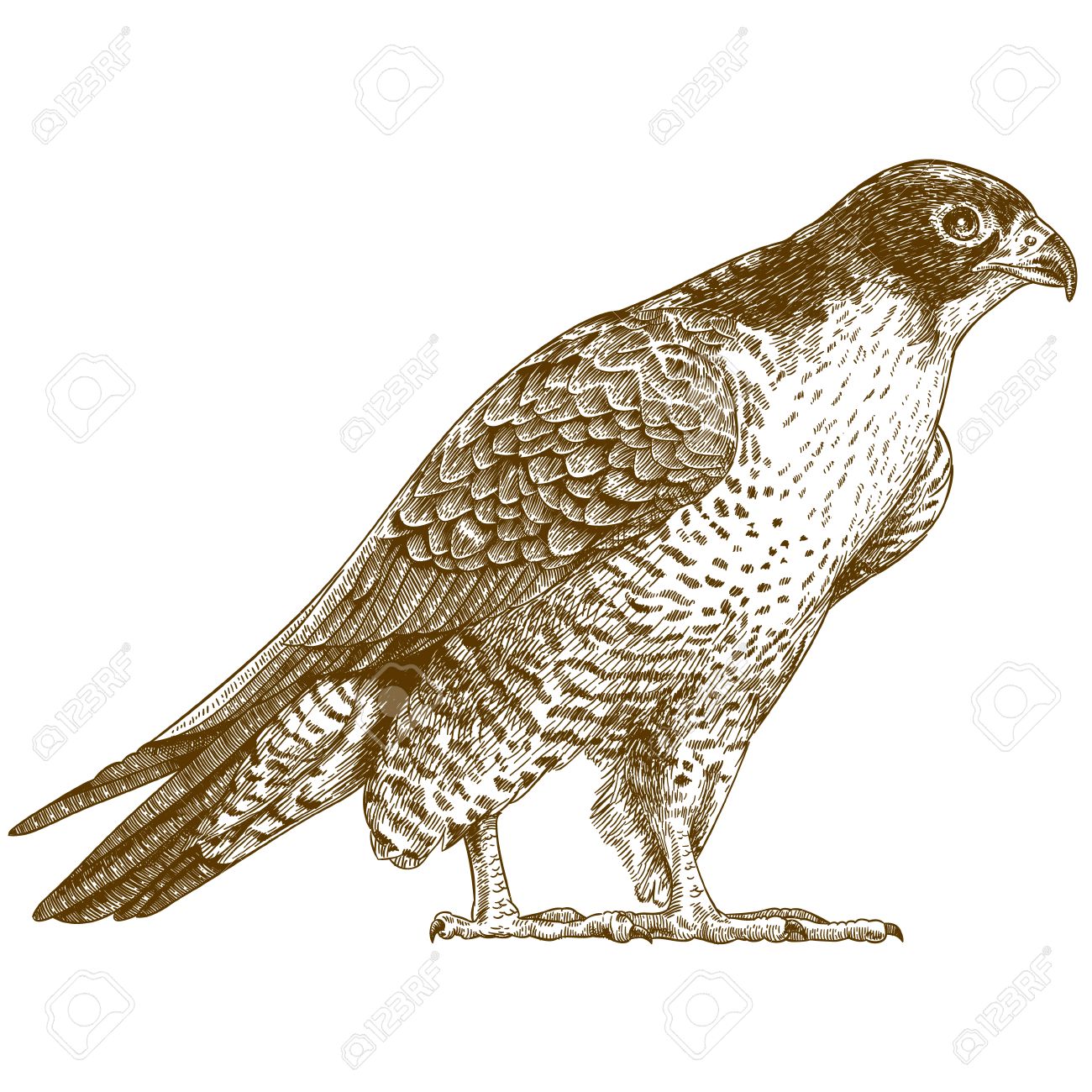 1300x1300 Peregrine Falcon Clipart Vector