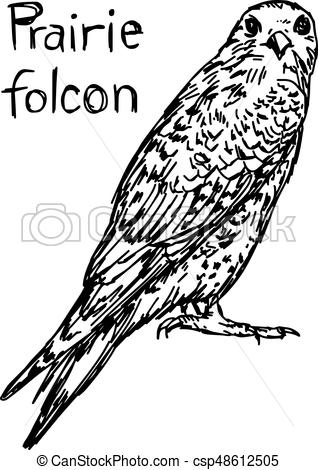 318x470 Prairie Falcon Clipart Vector