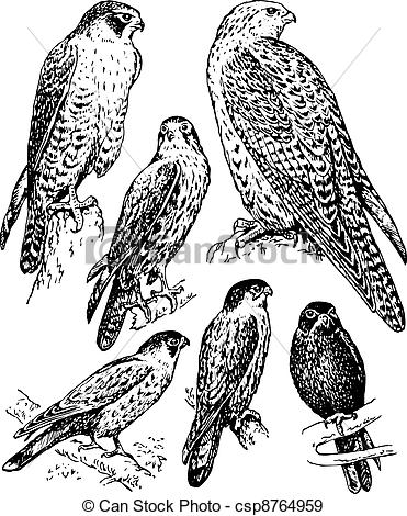 371x470 Bird Falcon. Some Birds Falcon Sitting On The Branches Isolated On