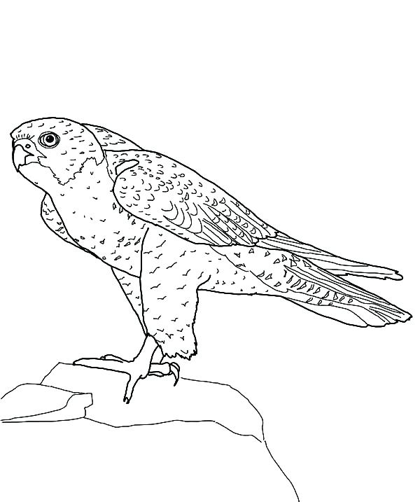 600x717 Falcon Clipart Vector Illustration Of A Bald Eagle Soccer Player