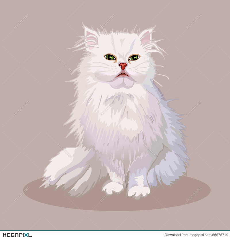 800x830 Persian Cat. Cat Breed. Favorite Pet. Lovely Fluffy Kitten With