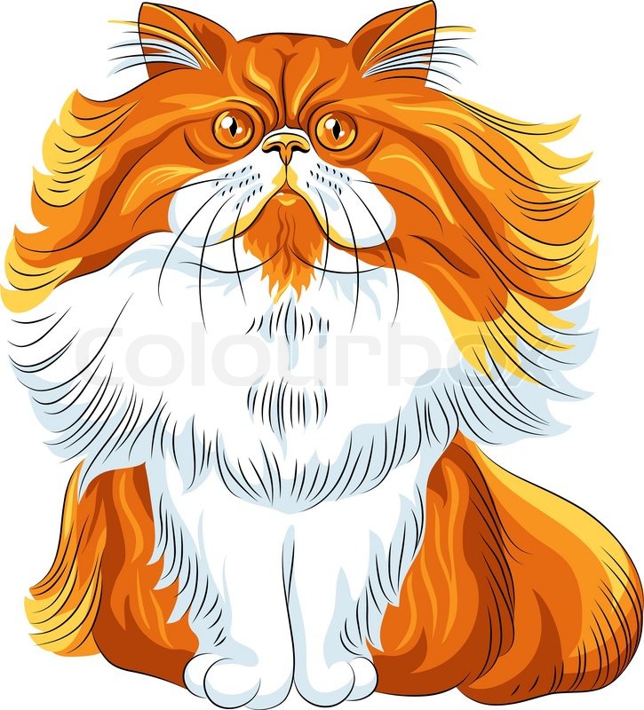 725x800 Vector Color Sketch Fluffy Persian Cat Stock Vector Colourbox