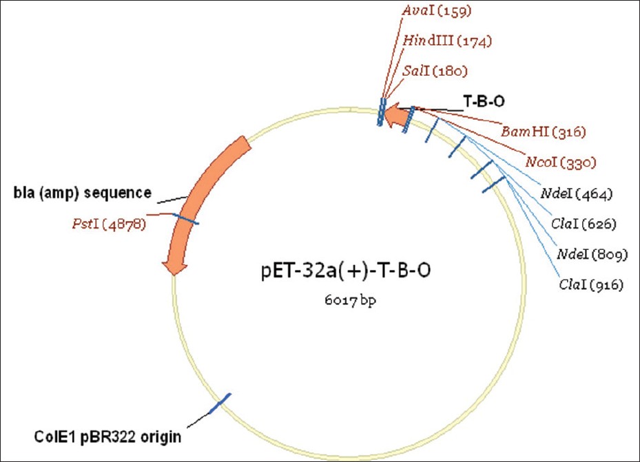 929x671 Construction Of Pet 32 Vector For Protein Expression And