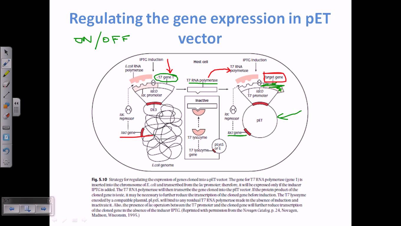 1360x768 Expression Vector, Pet Vector