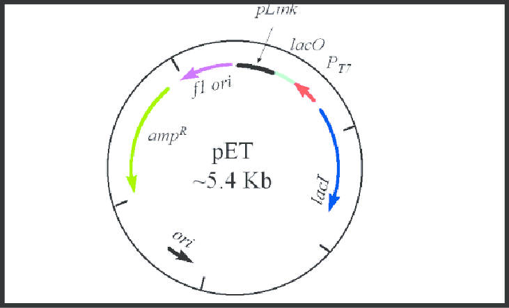 731x443 The Pet Vector (Blaber, 1998) Download Scientific Diagram