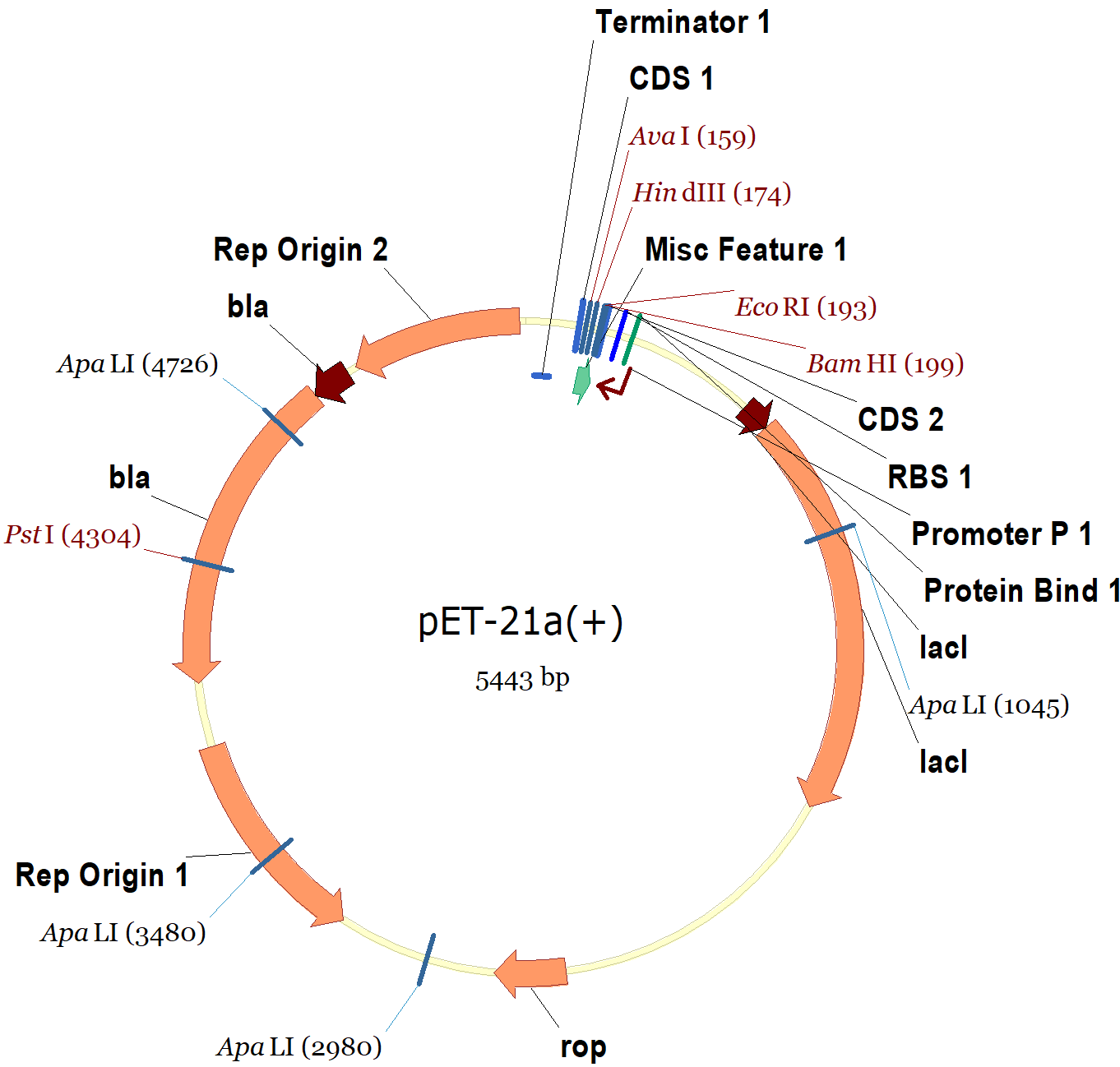 1362x1298 Pet 21a Vector Map And Sequence