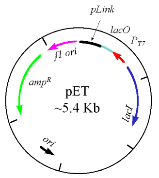 328x367 Bch5425 Molecular Biology And Biotechnology