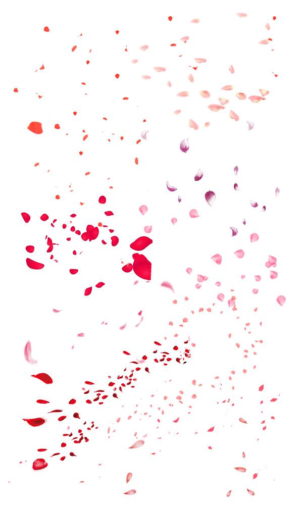 600x1000 Pink Petals Background Psd Material [Psd]