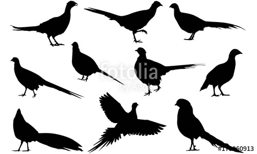 500x300 Pheasant Silhouette Vector Graphics Stock Image And Royalty Free