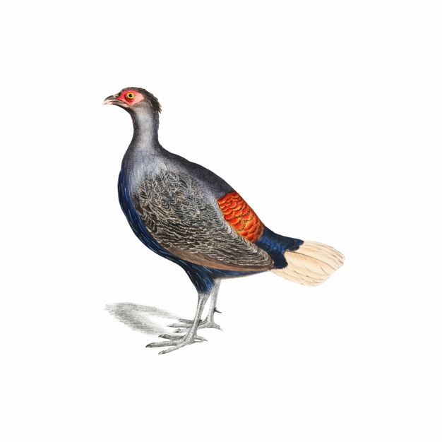 626x626 Pheasant Vectors, Photos And Psd Files Free Download