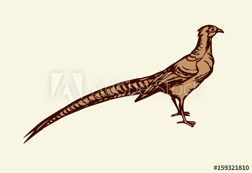 500x344 Pheasant. Vector Drawing