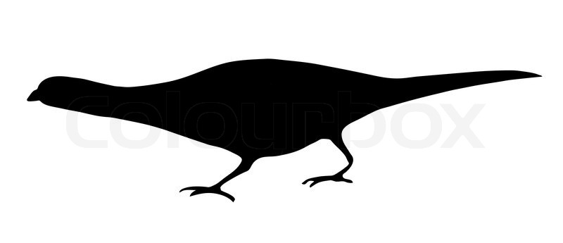 800x345 Vector Illustration Of The Pheasant On White Background Stock